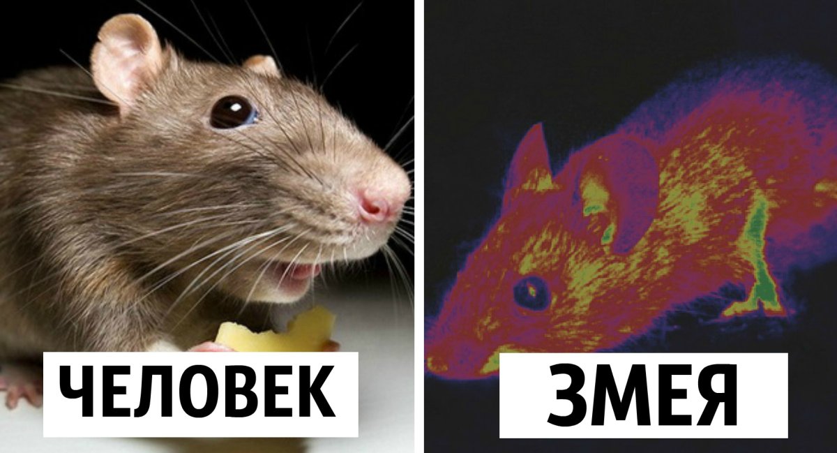 Смешной Олененок