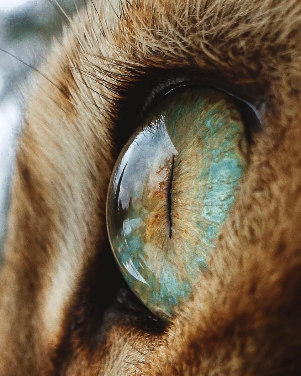 Удивительные глаза животных