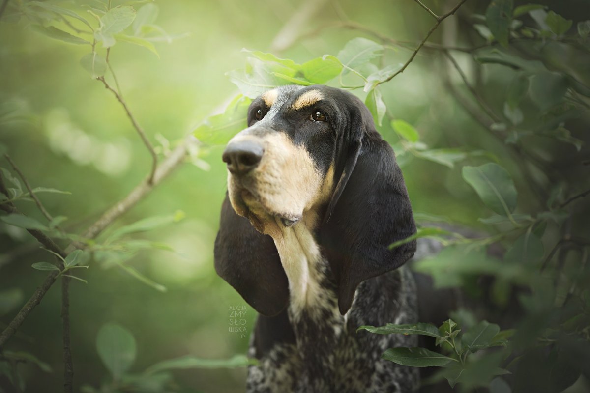 Хаунд гигантский