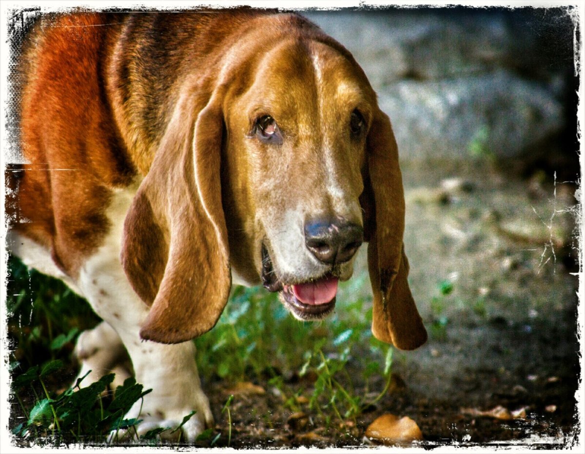 Бладхаунд и Бассет хаунд