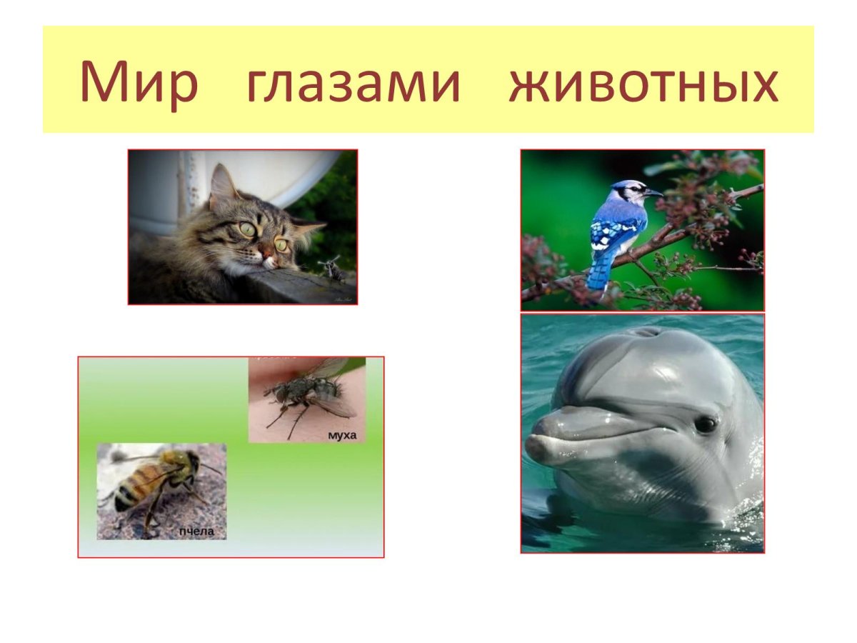 Кошачий глаз