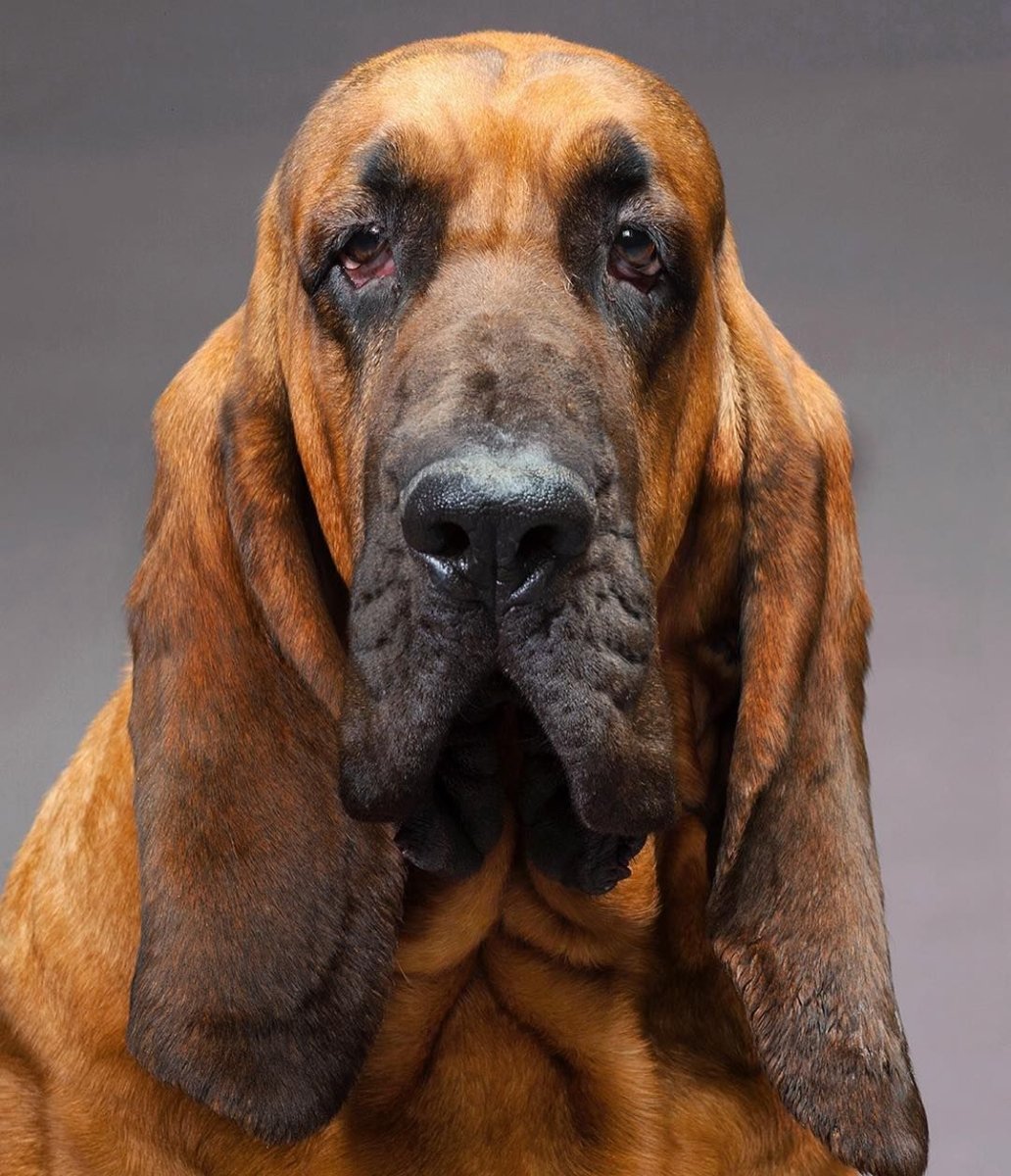 Собака Баскервилей порода бладхаунд