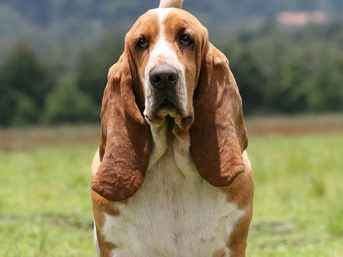Дог хаунд