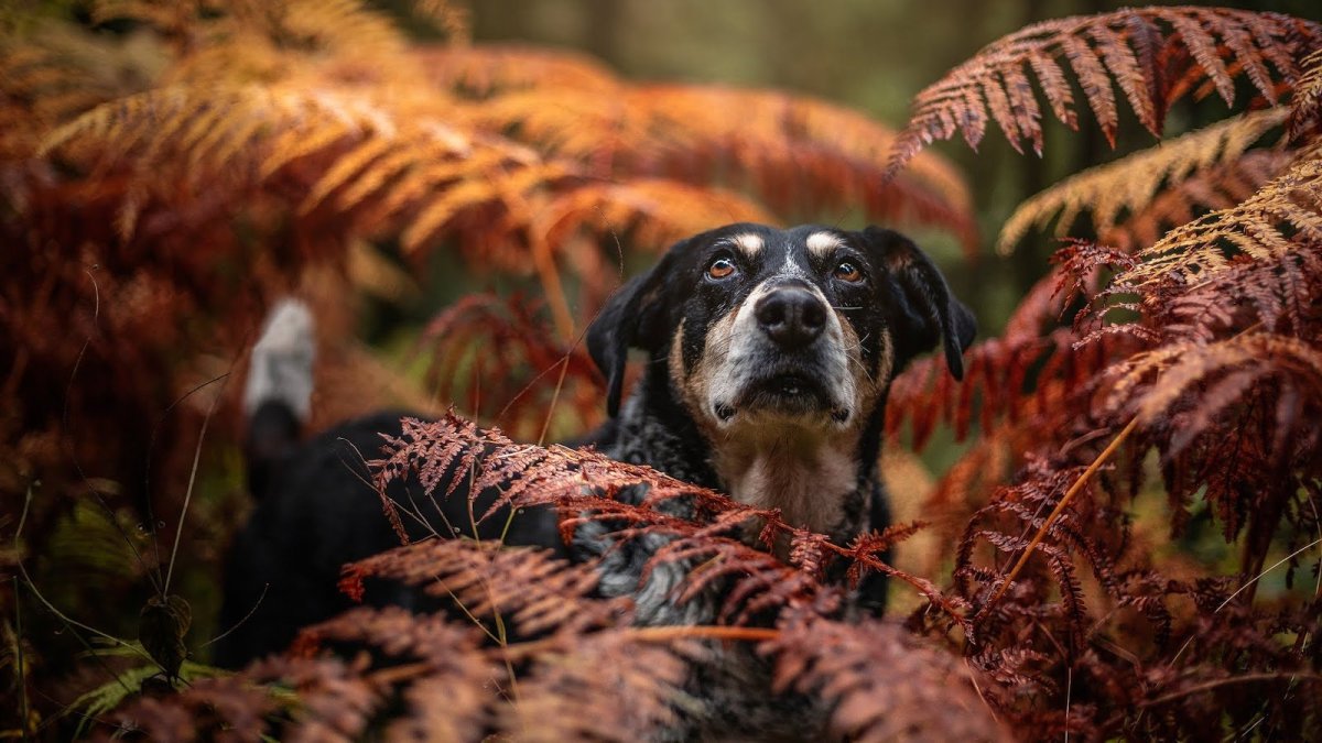 Итальянская борзая Левретка