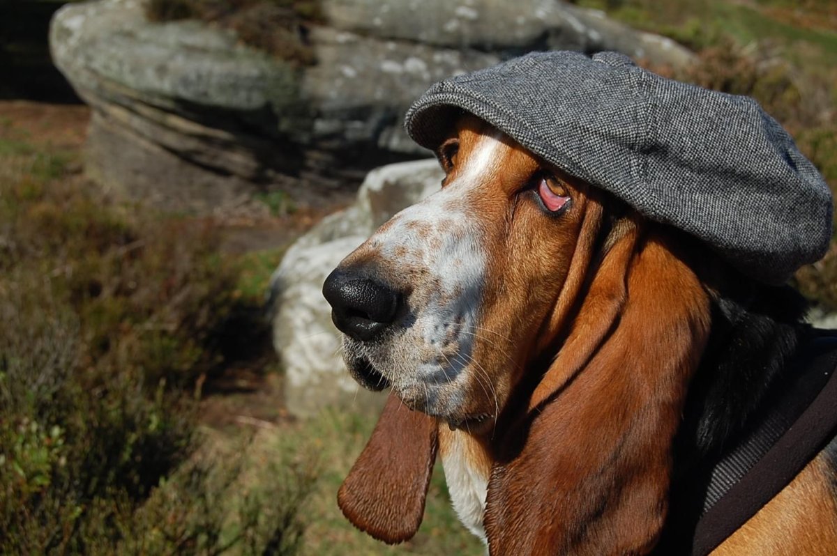 Бладхаунд, Бассет, Бигль, борзая и бассенджи.