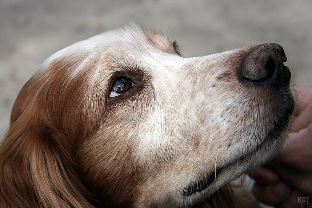 Девушка скошачими глазами