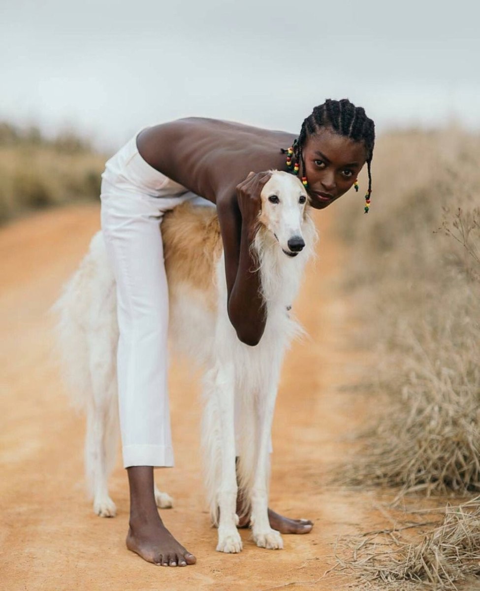 Русская псовая борзая и Уиппет