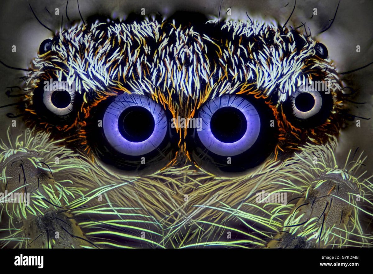 Овчарка Инго и Сова Польди