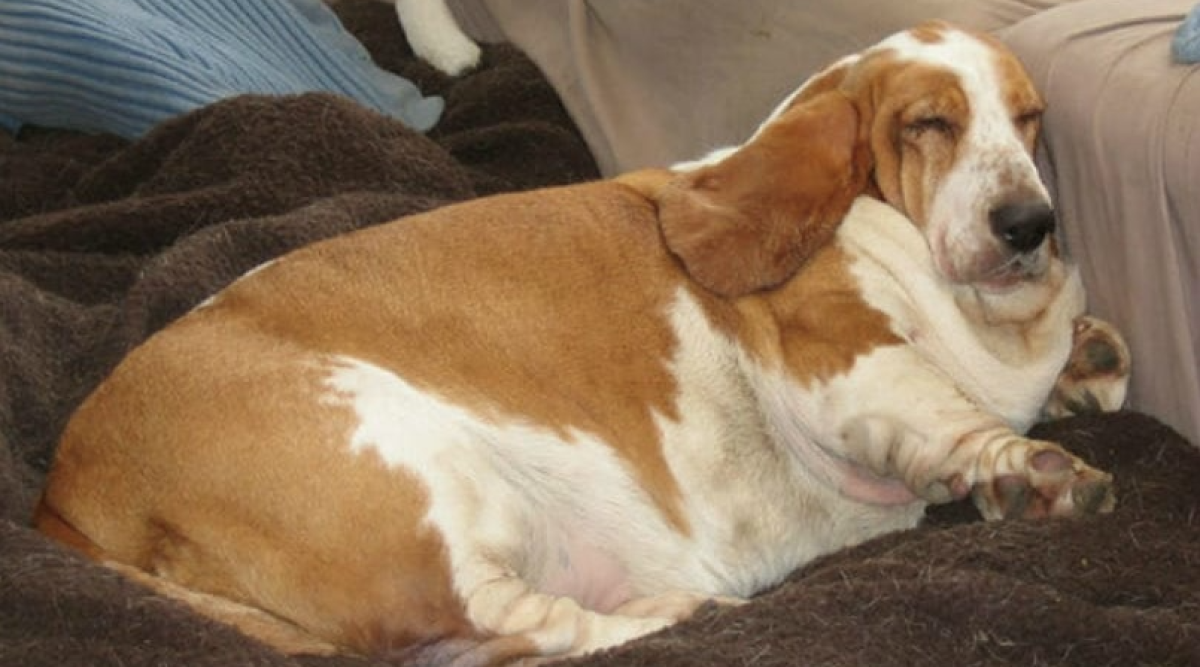 Бассет хаунд жесткошерстный