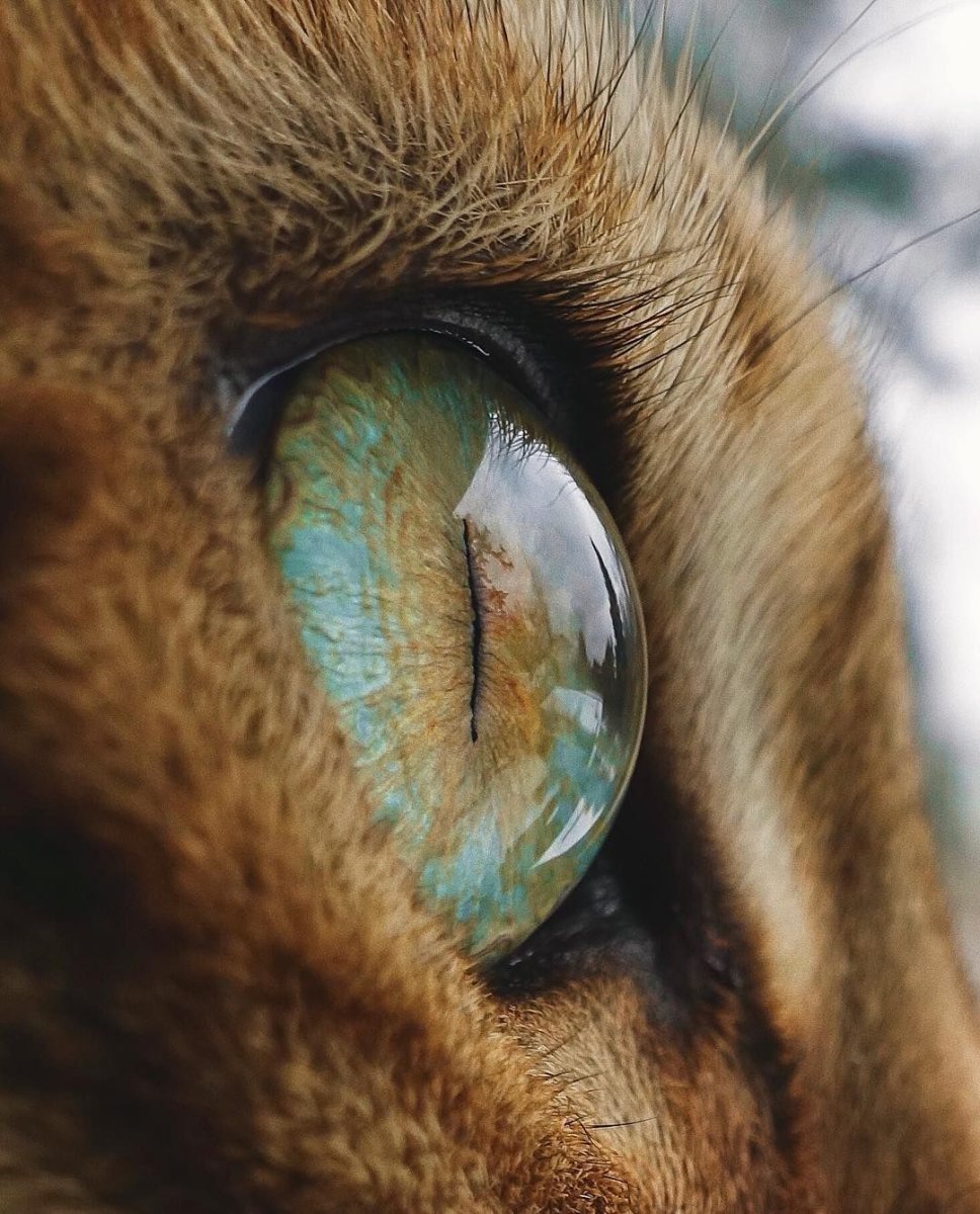 Мир глазами животных