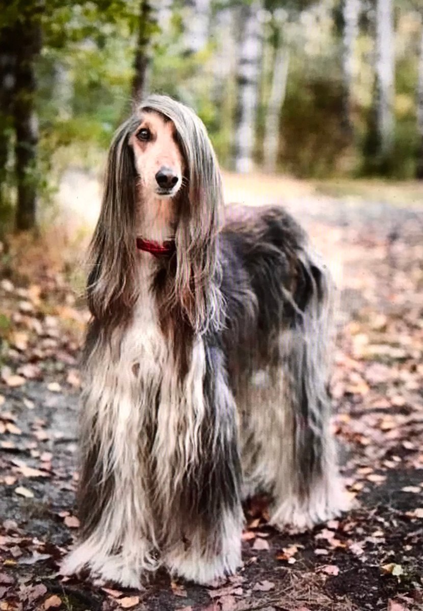 Баргест мифология