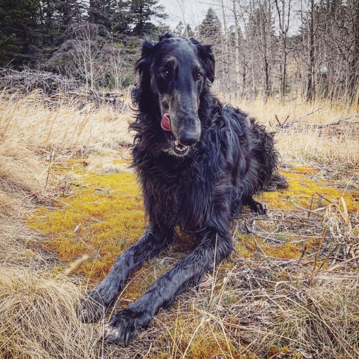 Хаунд гигантский Баскервилей