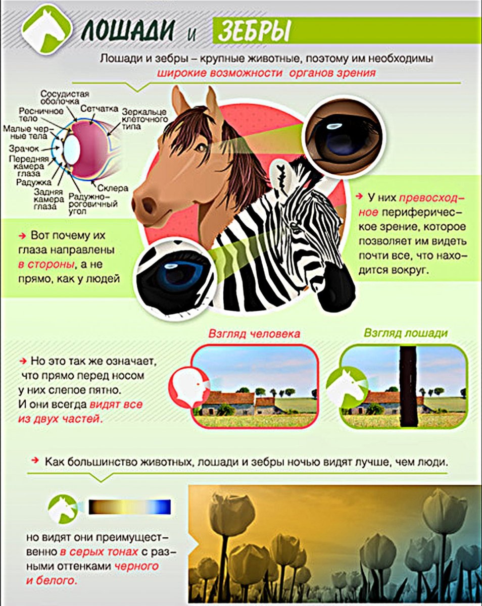 Зрачки животных разной формы