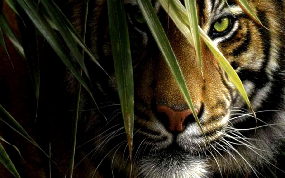 Глаза хищников и травоядных