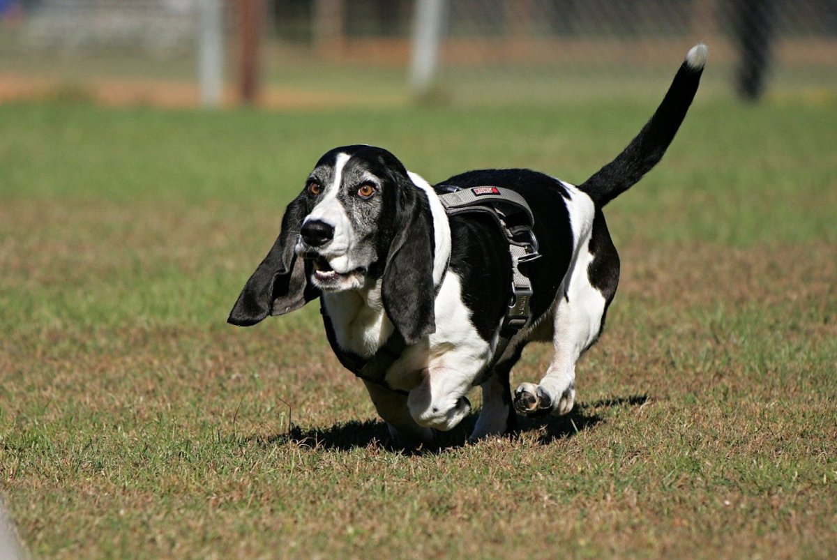 Корсо Канарио