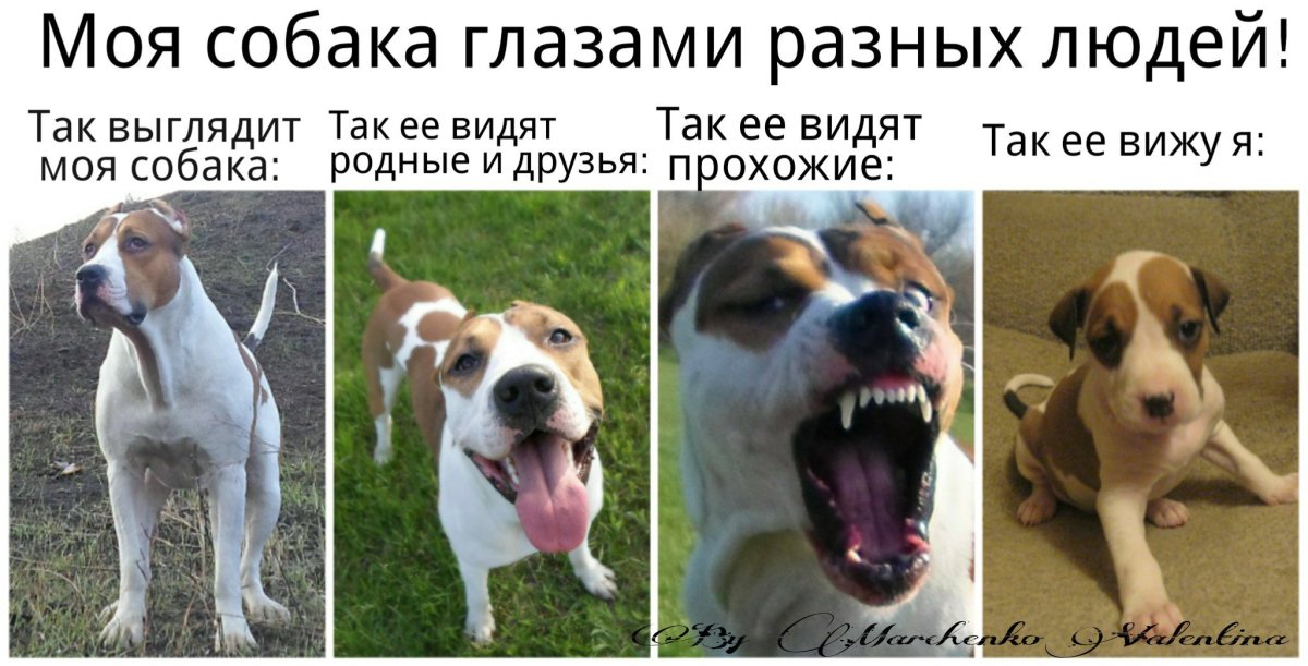 Животные коллаж