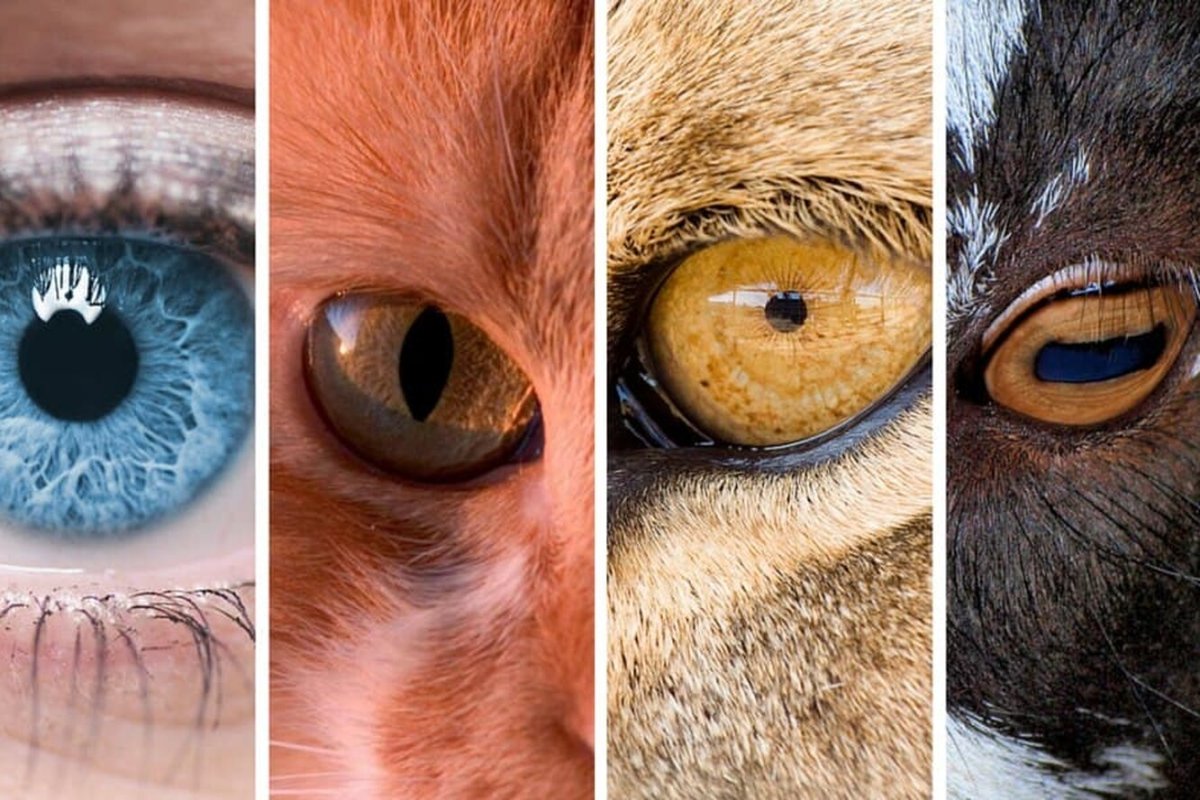 Отражение животных в воде