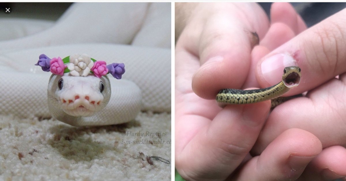 Змея в веночке