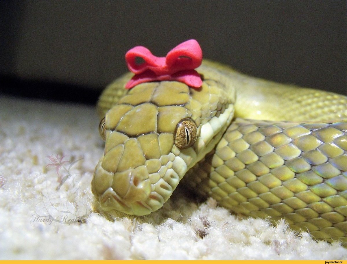 Забавные змеи