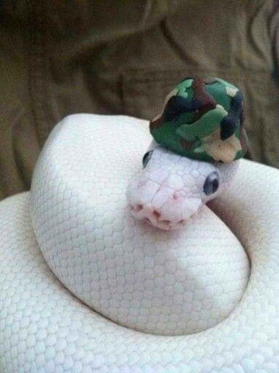 Змея в шапке