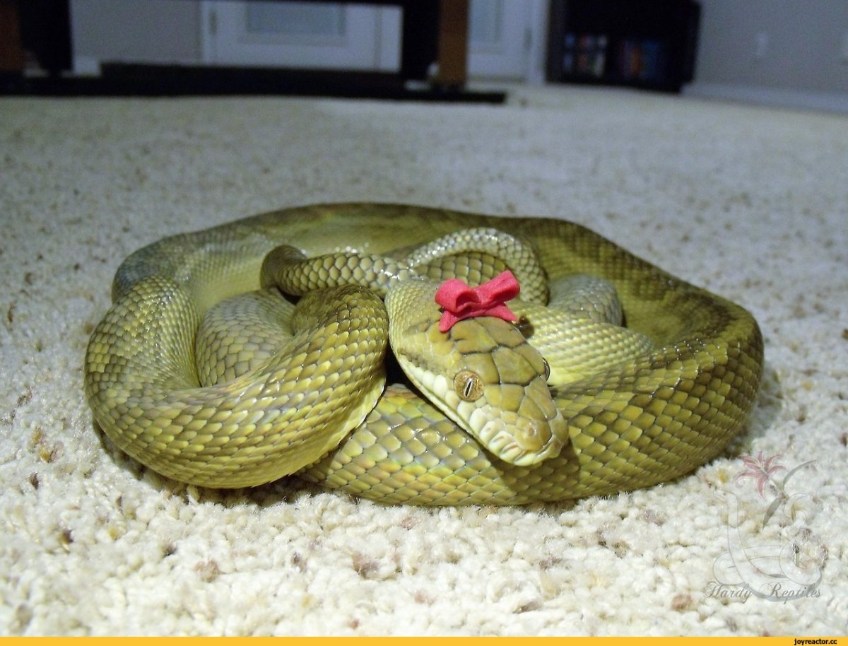 Змея с бантиком