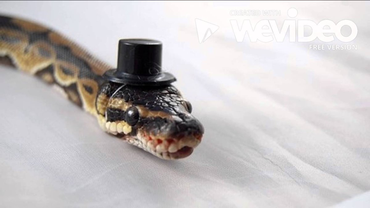 Королевский питон в шляпе