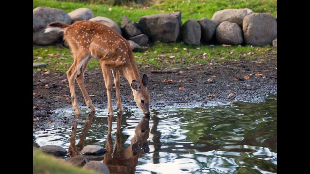 Альпака детеныш