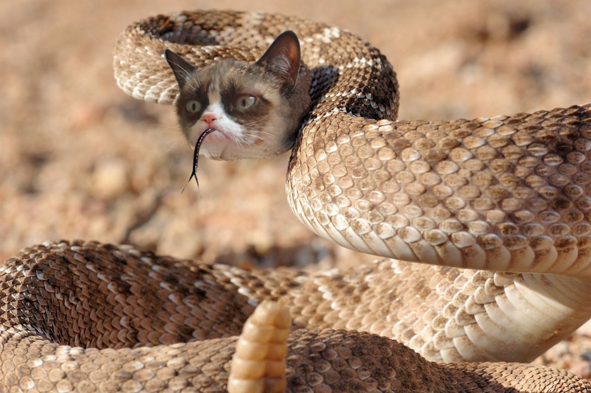 Гадюка, Гюрза, Эфа, Кобра