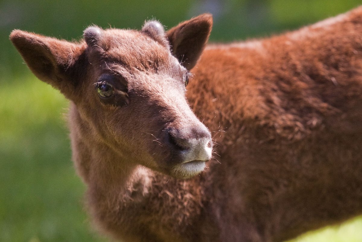 Как выглядит животные с палевым цветом