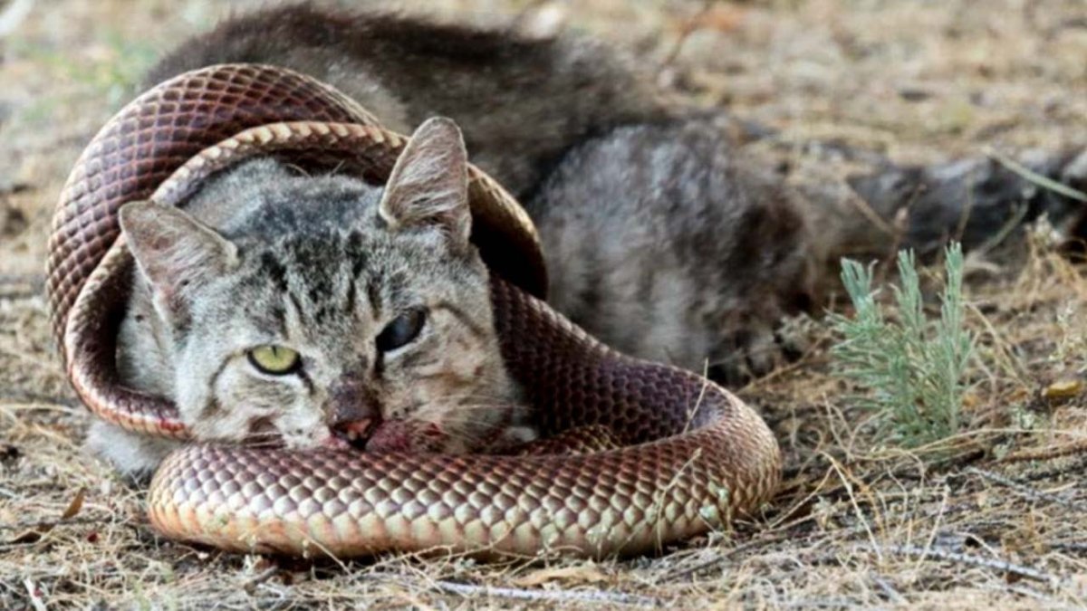 Кот со змеиного