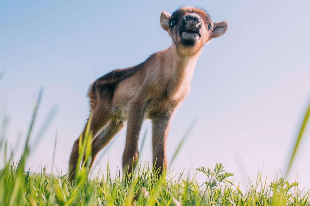 Северный Олененок