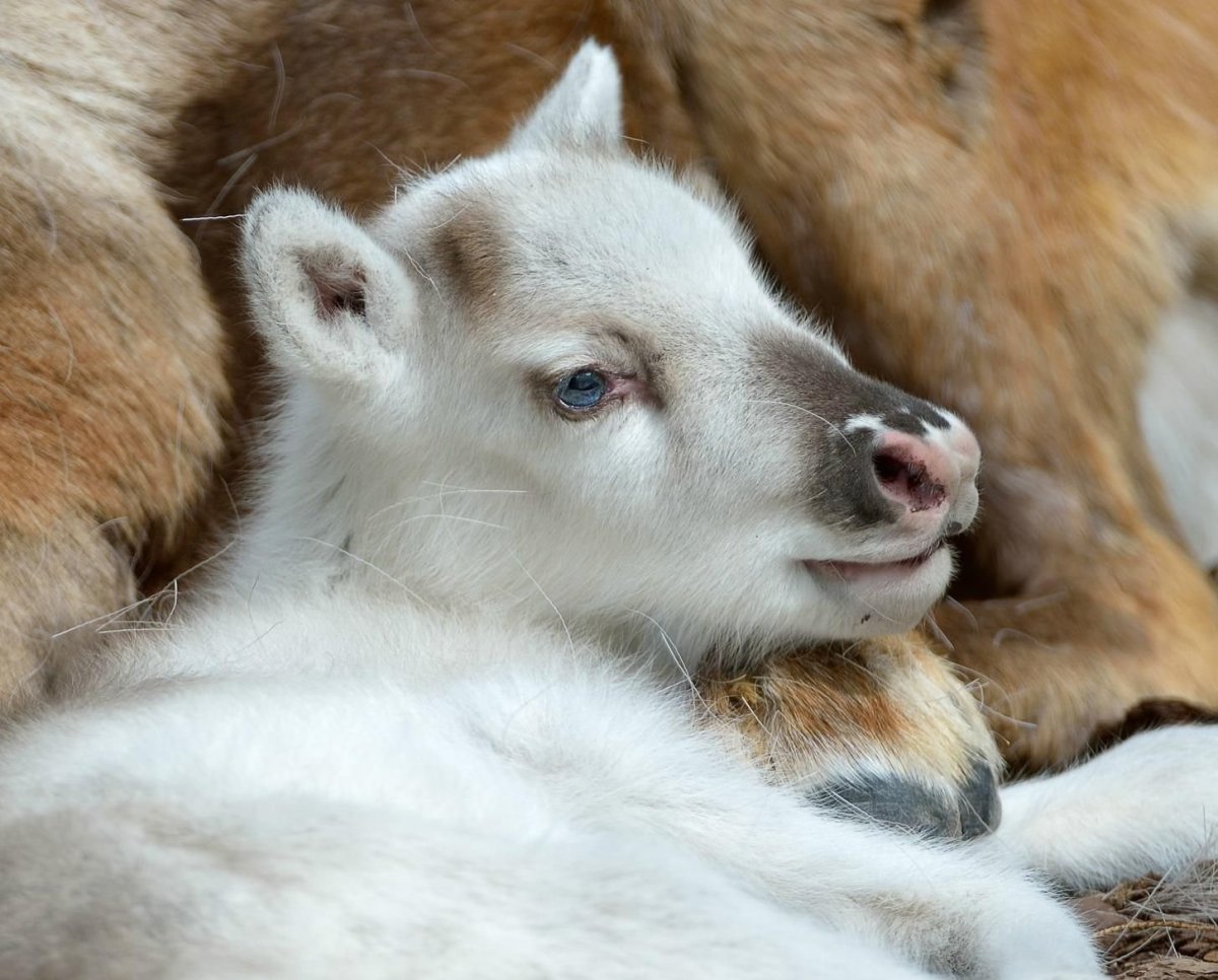 Сонный Олененок