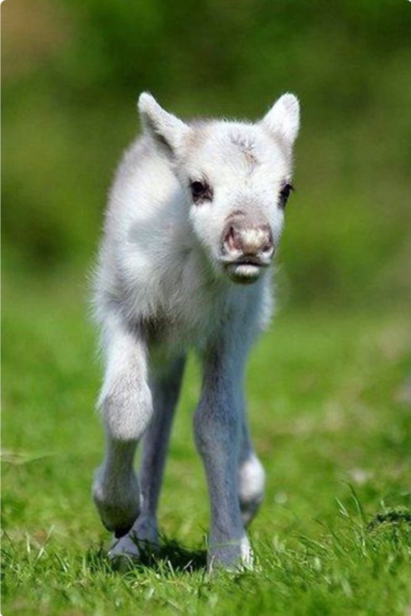 Пыжик Олененок