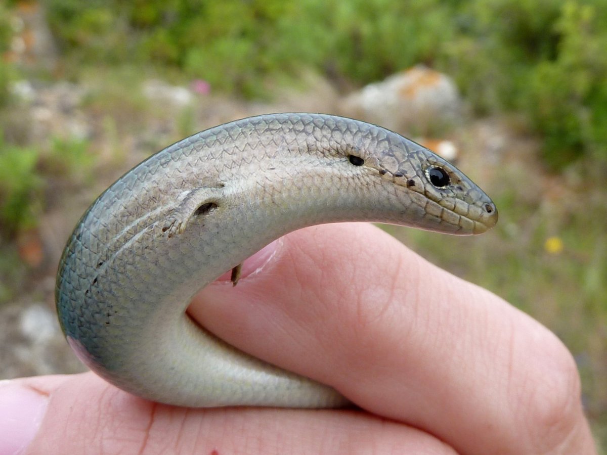 Желтобрюхий трехпалый сцинк