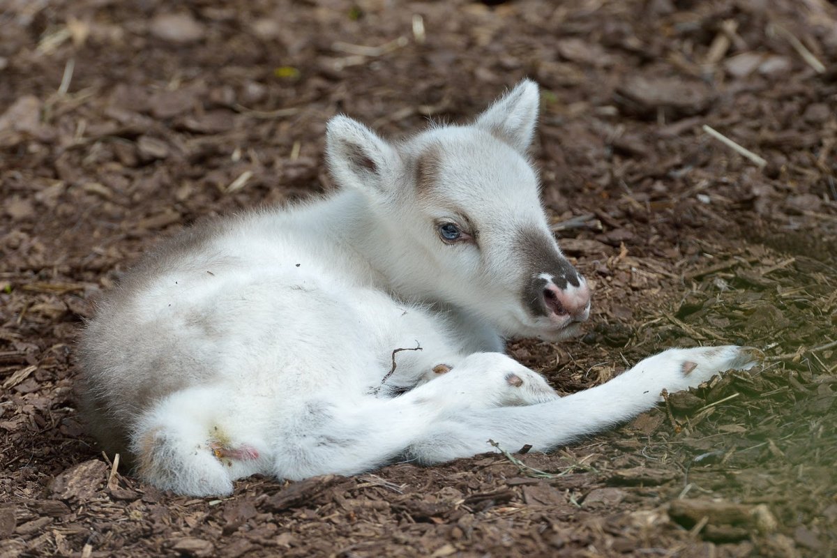Олени без рук и с белыми точками на спине