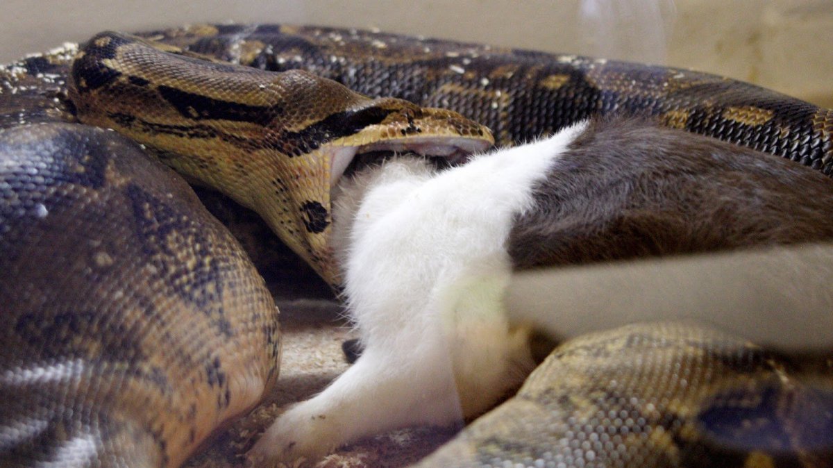 Питон Анаконда змея ест