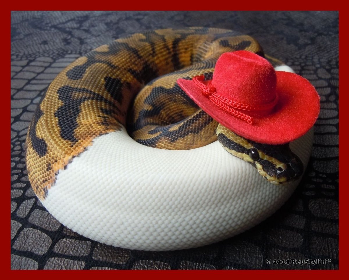 Королевский питон милый