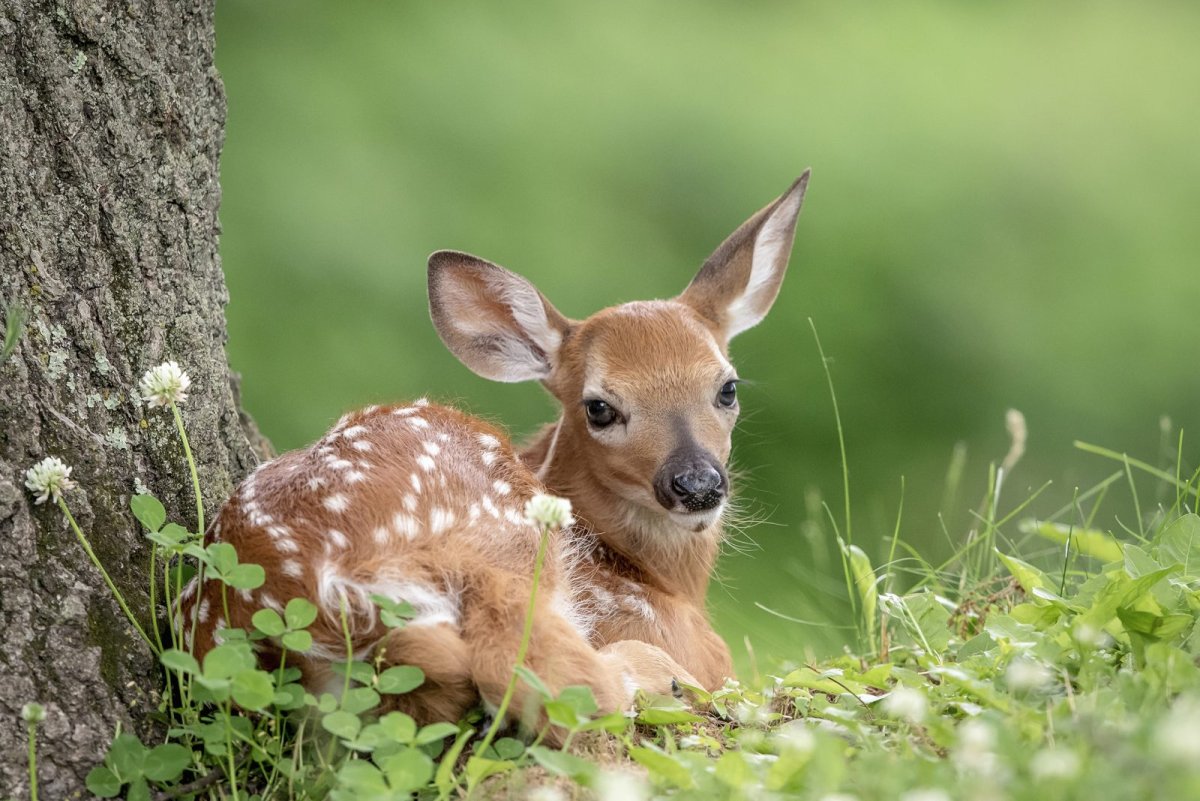 Хоккайдо парк оленей