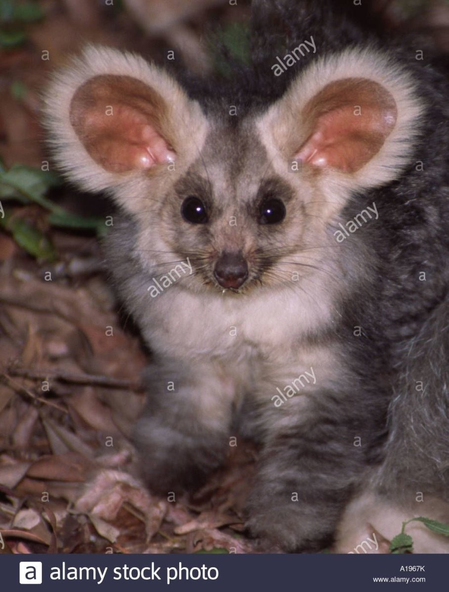 Мутации животных в Чернобыле