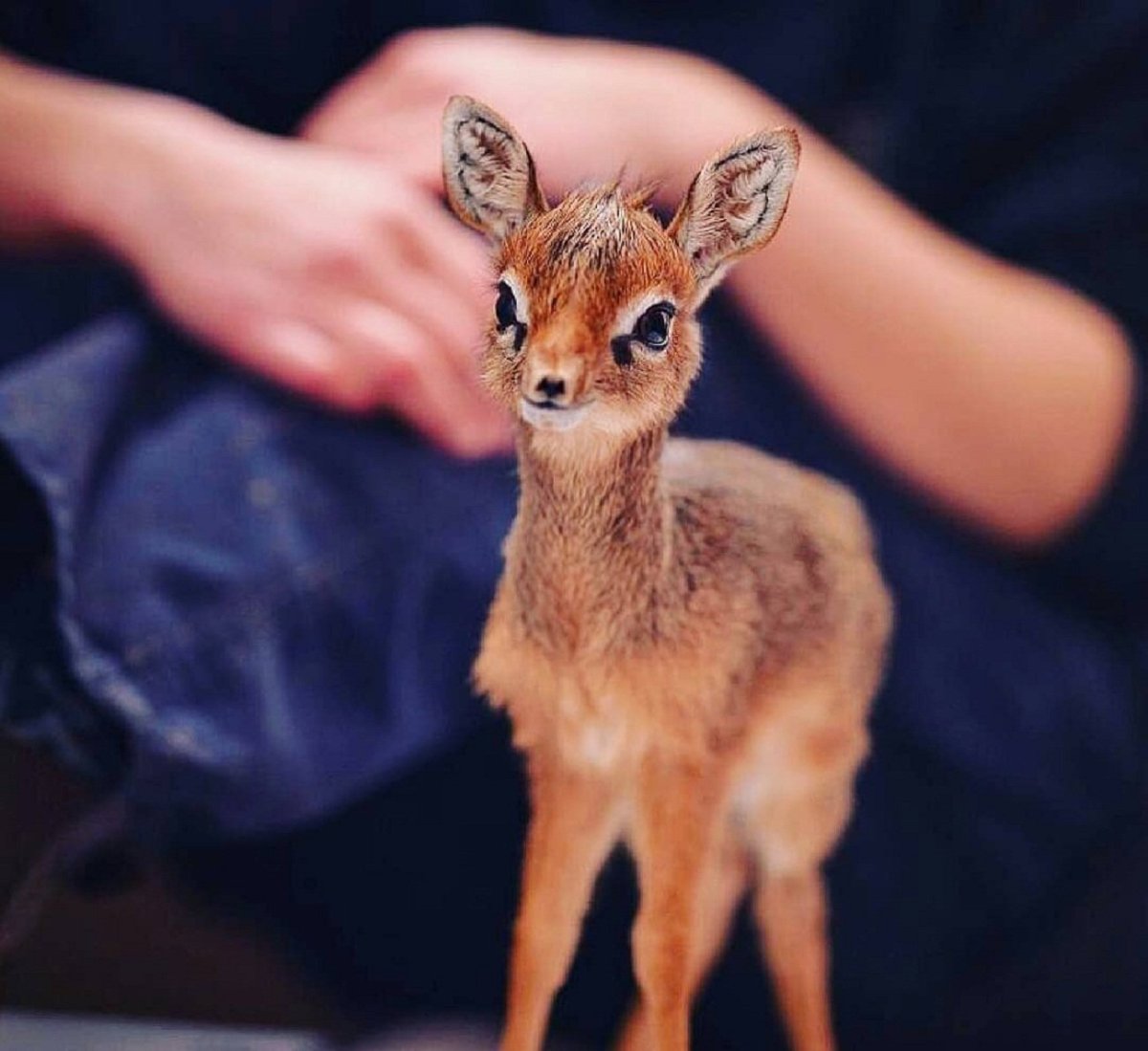 Пятнистый олень на прозрачном фоне