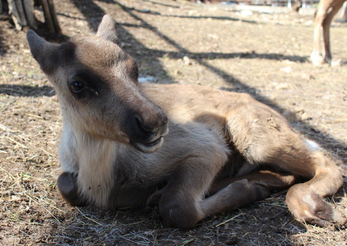 Новорожденные Оленята в логопарке
