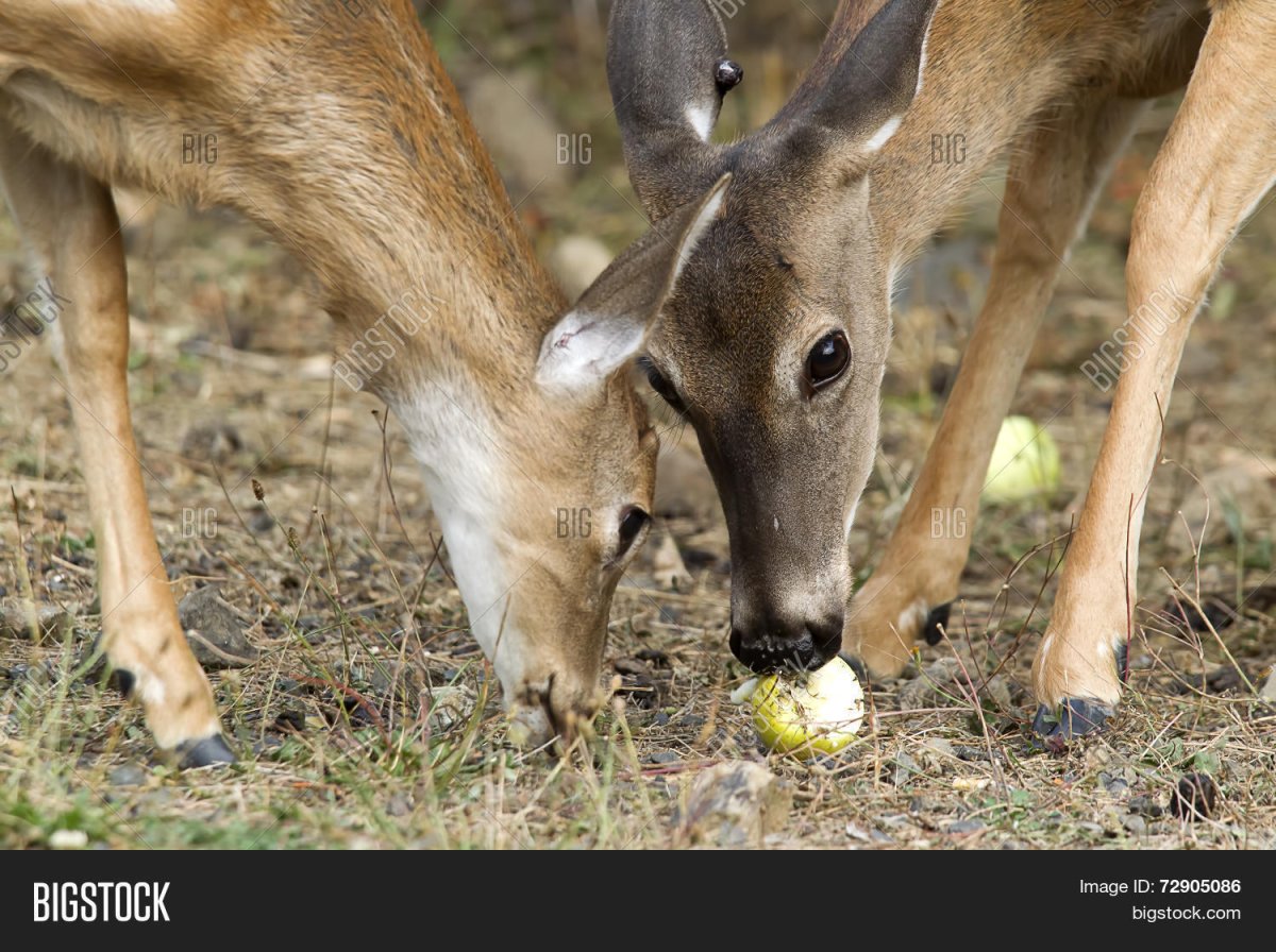 Пыжик животное