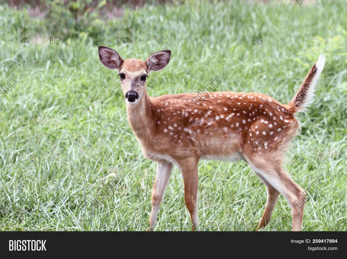 Оленята Новосибирск зоопарк