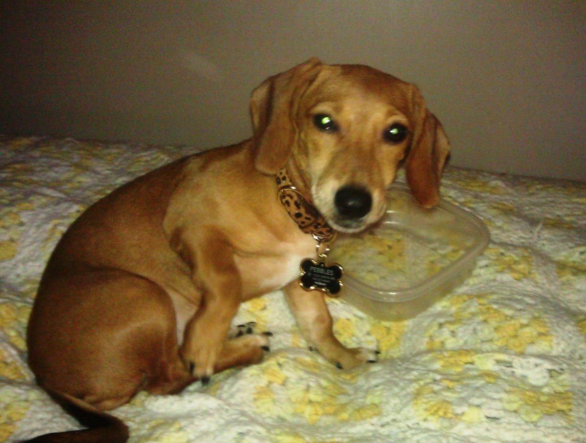 Помесь Джек Рассела и таксы