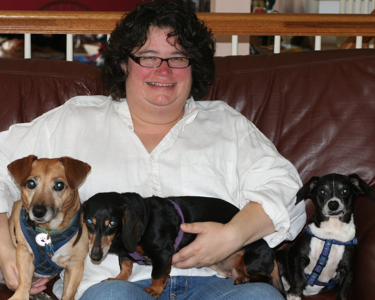 Метис таксы и Джек Рассел