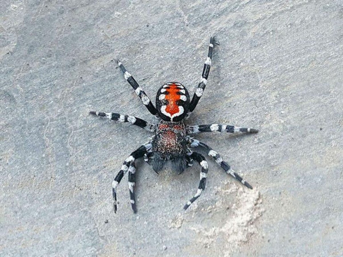 Паук Мизгирь крестовик