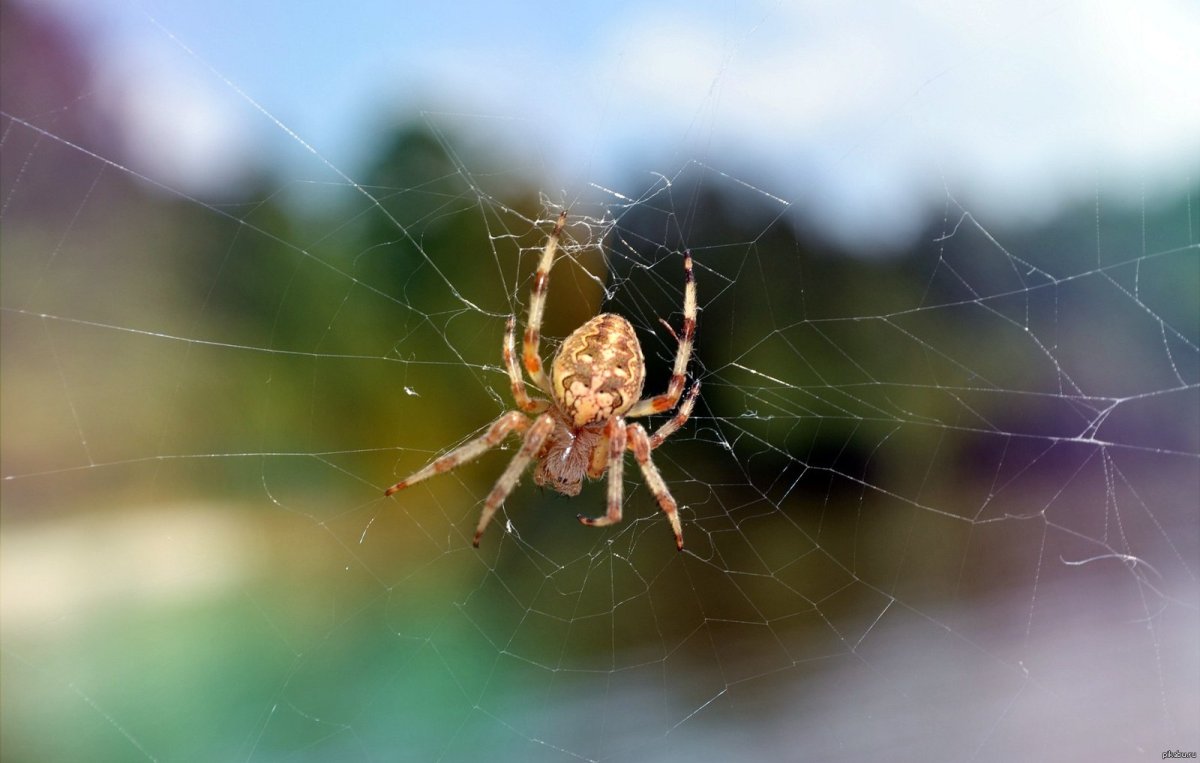 Опасные пауки в России