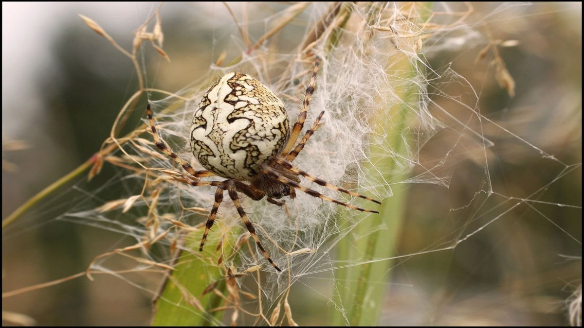 Latrodectus hasselti паук