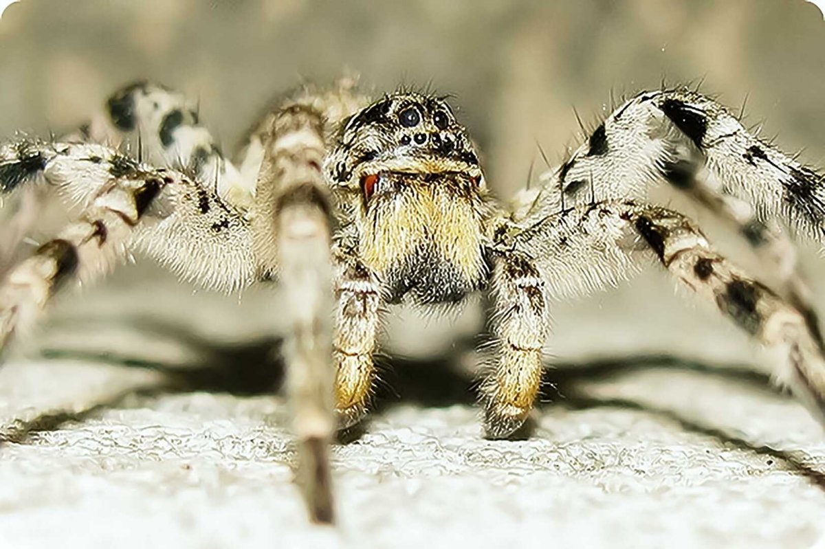 Паук крестовик Каракурт