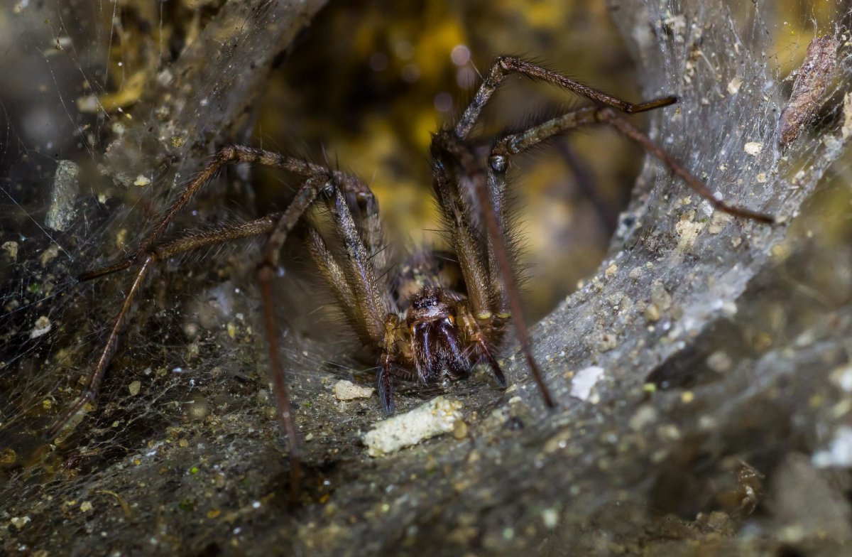 Ядовитый паук Каракурт